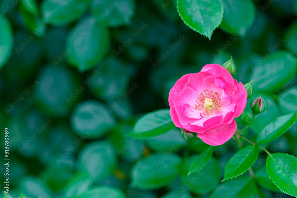 One mini rose pink flower