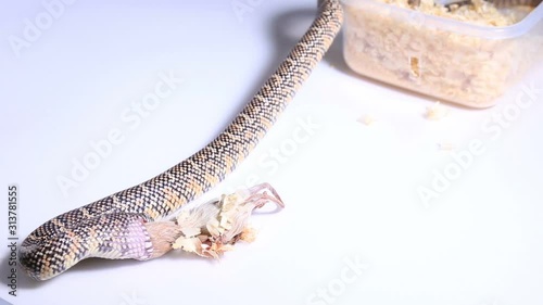 Lampropeltis getula meansi, commonly known as Apalachicola Kingsnake