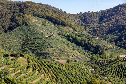Picturesque hills with vineyards of the Prosecco sparkling wine region in Santo Stefano. Italy.