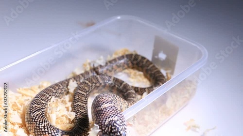 Lampropeltis getula meansi, commonly known as Apalachicola Kingsnake