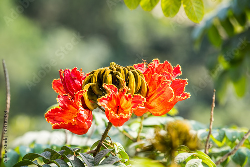 Spathodea is a monotypic genus in the flowering plant family Bignoniaceae. Also as African tulip tree, fountain tree, pichkari or Nandi flame. photo