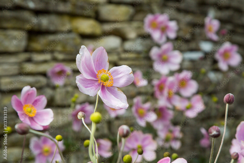 Wild pink blooms in front of a stone wall