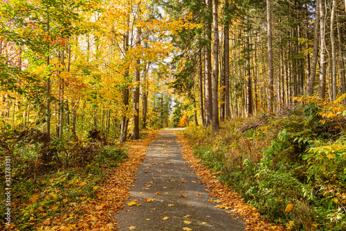 Autumn forest scenery with rays of warm light illumining the gold foliage and a footpath leading into the scene