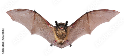 Foto Animal little brown bat flying. Isolated on white.