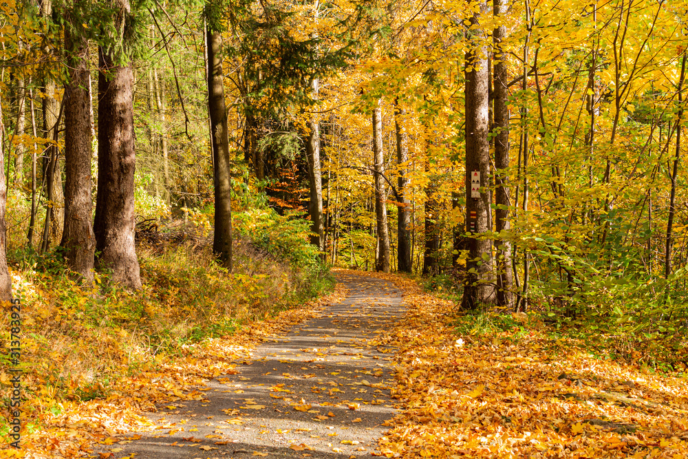 Obraz premium Autumn forest scenery with road of fall leaves & warm light illumining the gold foliage. Footpath in scene autumn forest nature. Vivid october day in colorful forest, maple autumn trees road fall way