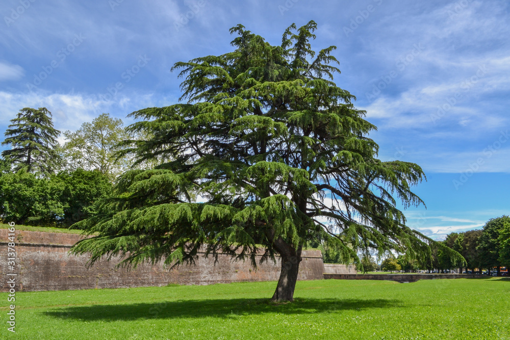 The view from the Lucca city wall