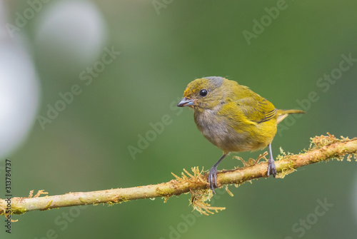 Orange-bellied Euphonia - Euphonia xanthogaster, beautiful small finch from western Andean slopes, Mindo, Ecuador.