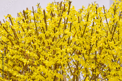 Fototapeta Springtime flowers: A fresh cut bright yellow forsythia blooming in a garden in