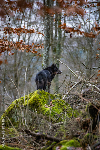 Timber Wolf in Herbstlichem Wald