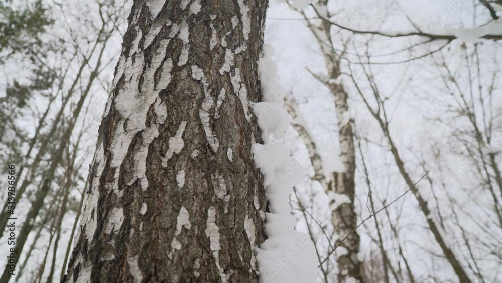small path in winter birch wood alley. Snow covered birch. Birch forest in the winter. small path in winter birch wood alley. Snow covered birch. Birch forest in the winter.