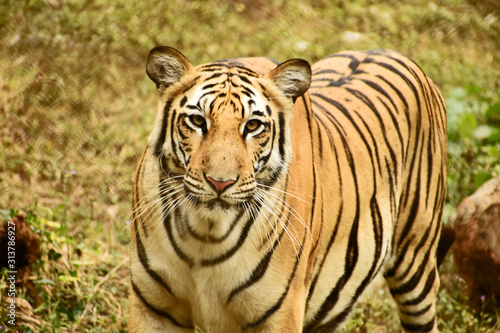 royal bengal tiger