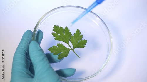 A scientist in a modern laboratory studies GMO plants. Pour reagent or mutagen on a leaf of a plant. photo