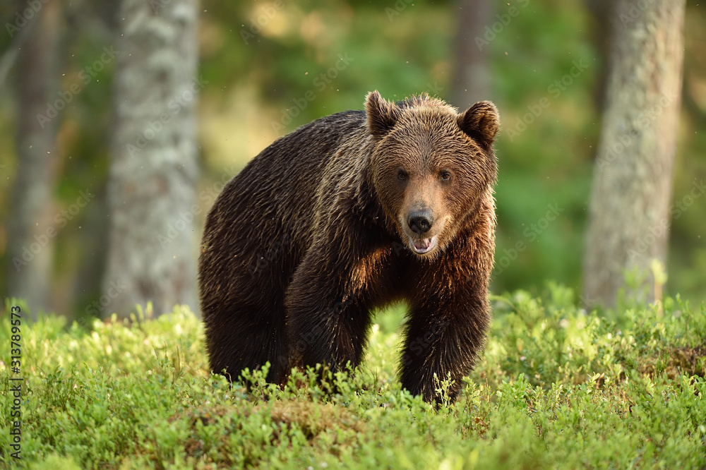 brown bear in forest at summer sunlight brown bear in forest at summer sunlight
