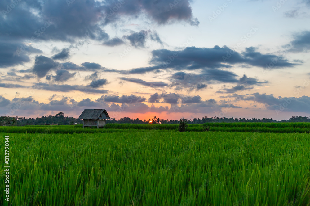 View of rice paddy field at sunset. Beautiful sky with sun and clouds. Bali island, Indonesia. View of rice paddy field at sunset. Beautiful sky with sun and clouds. Bali island, Indonesia.