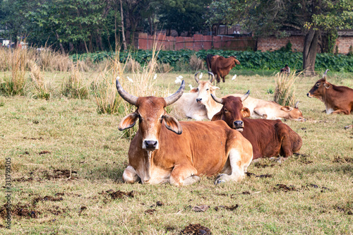 a herd of cows resting in a meadow. Indian sacred zebu cows.