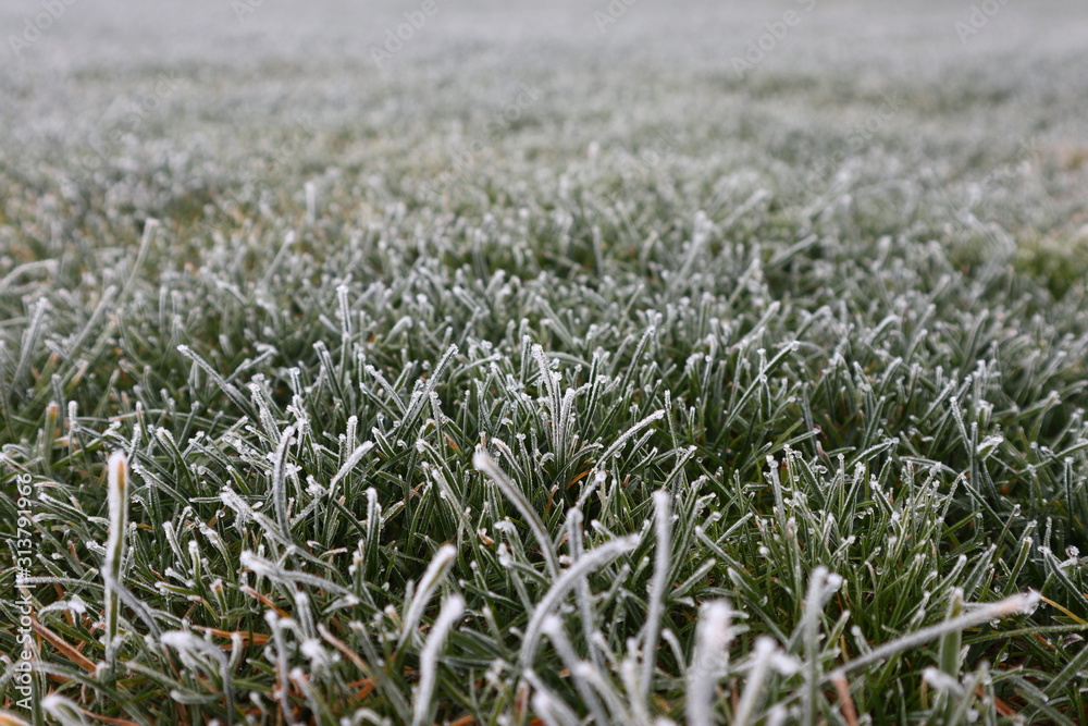 Rasen am Morgen mit Reif im Winter