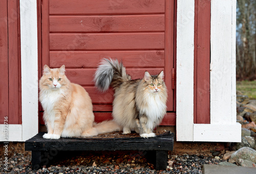 Two norwegian forest cats outdoors on a doorstep. They look a bit amazed