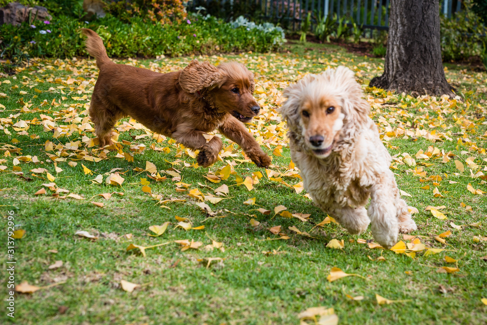 Cocker Spaniel playing Cocker Spaniel playing