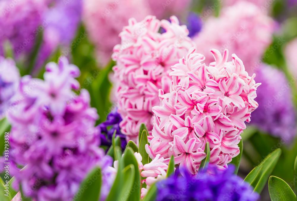 Large flower bed with multi-colored hyacinths, traditional easter flowers, flower background, easter spring background. Close up macro photo, selective focus. Ideal for greeting festive postcard.