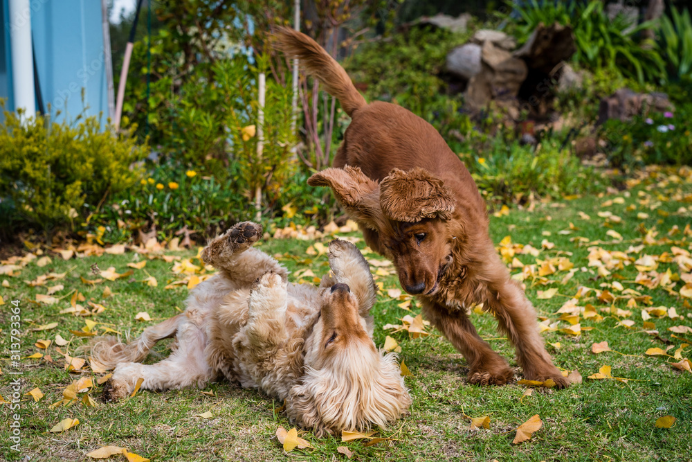 Obraz premium Cocker Spaniel playing