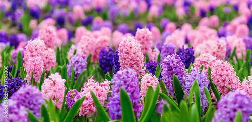 Fotografia Large flower bed with multi-colored hyacinths, traditional easter flowers, flower background, easter spring background