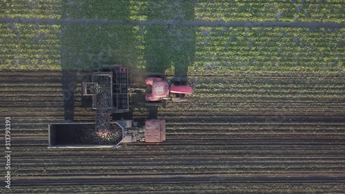 Harvesting sugar beets. Combines and cars remove root crops from the field. Aerial survey from a drone or quadrocopter. Autumn field work on the farm. Harvesting raw materials for sugar production.