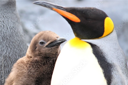 キングペンギンの親子