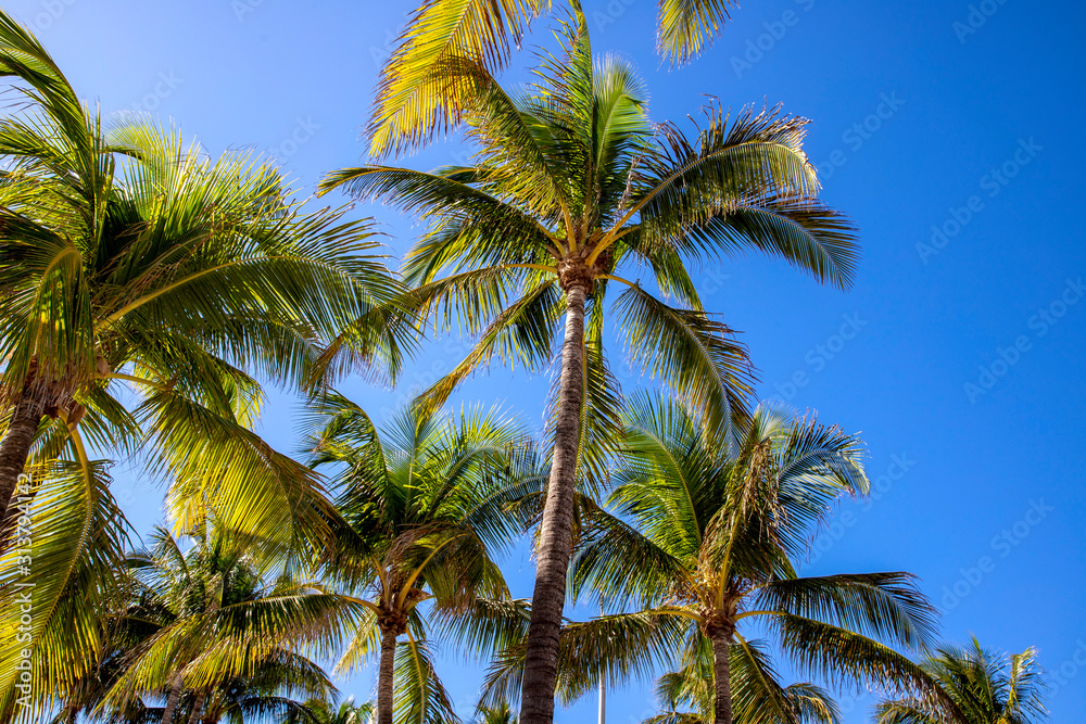 Palm trees background the blue sky sunny day