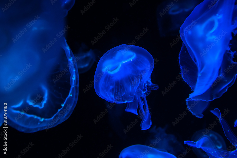 Low key jellyfish sea saltwater tank aquarium ocean life dark water Low key jellyfish sea saltwater tank aquarium ocean life dark water
