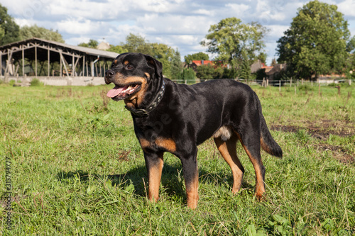 Portrait eines Rottweiler