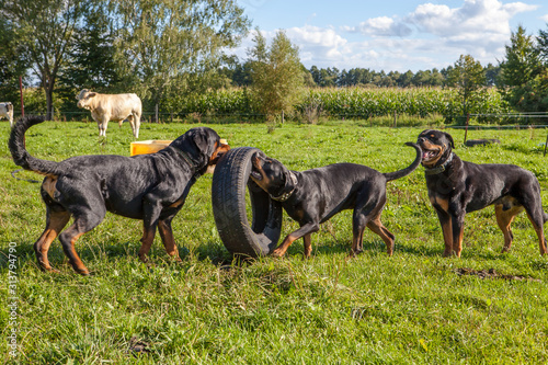 Rottweiler spielen mit einem Reifen