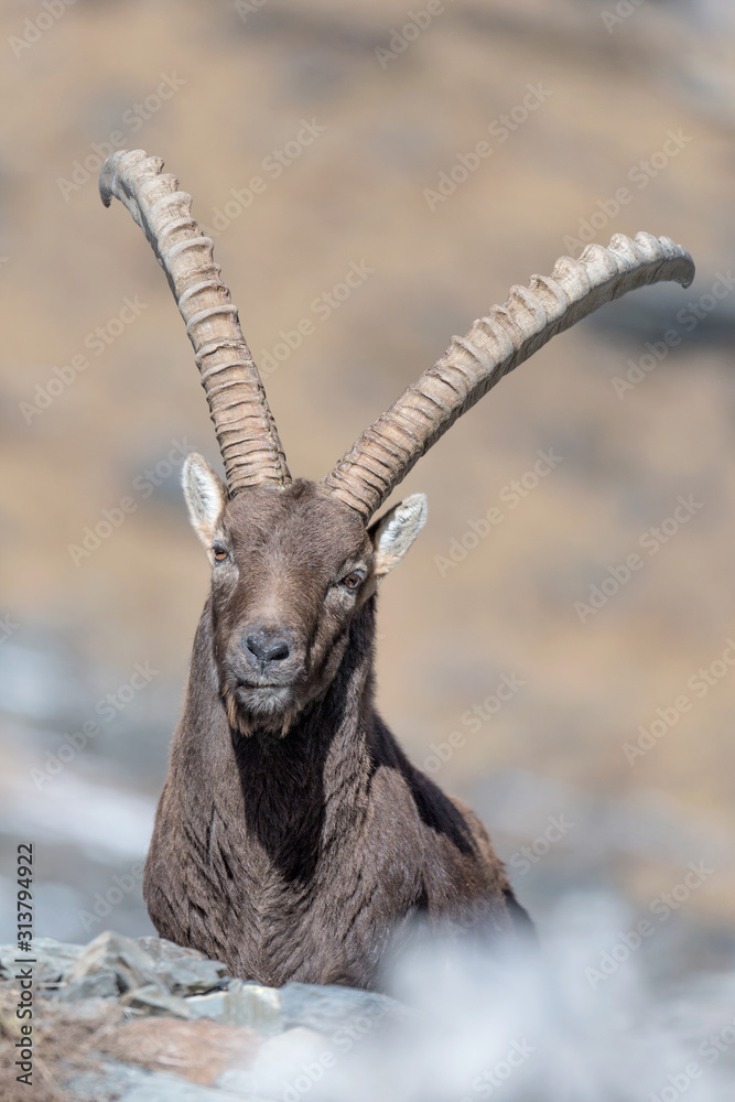 The king of Alps mountains, portrait of Alpine ibex (Capra ibex)