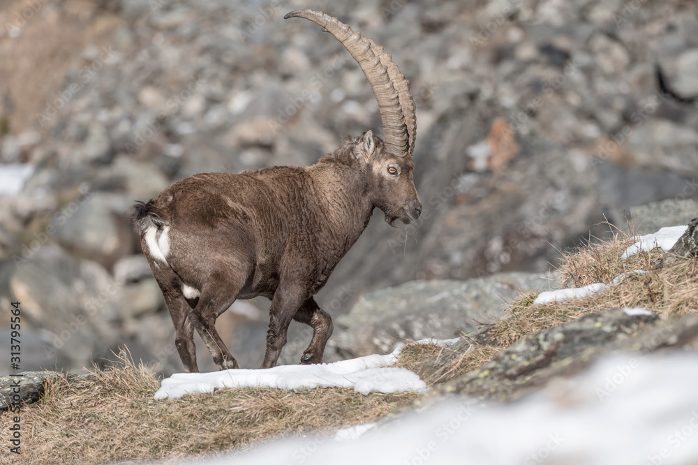 The mighty Ibex mountain in rocky region (Capra ibex) The mighty Ibex mountain in rocky region (Capra ibex)