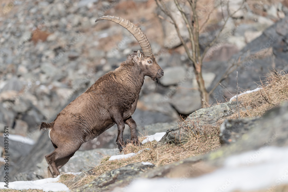 Wonderful encounter in Alps mountains, the Ibex (Capra ibex)