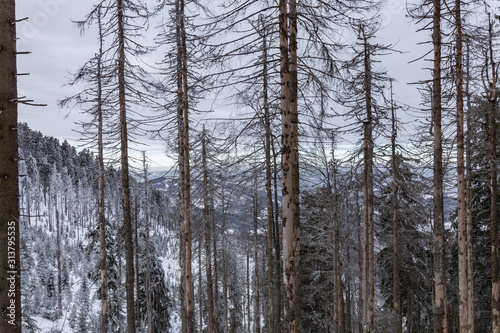Fototapeta Naklejka Na Ścianę i Meble -  Beskid Zywiecki. Winter in Poland. Captured during trekking on the way to Rysianka, near Zabnica village. Snowy Winter Mountains.