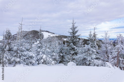 Fototapeta Naklejka Na Ścianę i Meble -  Beskid Zywiecki. Winter in Poland. Captured during trekking on the way to Rysianka, near Zabnica village. Snowy Winter Mountains.