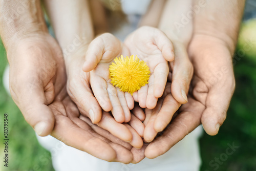 Close up shot of hands holding a yellow dandelion.