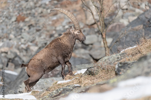 Wonderful encounter in Alps mountains, the Ibex (Capra ibex) © manuel