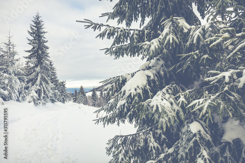 Fototapeta Naklejka Na Ścianę i Meble -  Beskid Zywiecki. Winter in Poland. Captured during trekking on the way to Rysianka, near Zabnica village. Snowy Winter Mountains.