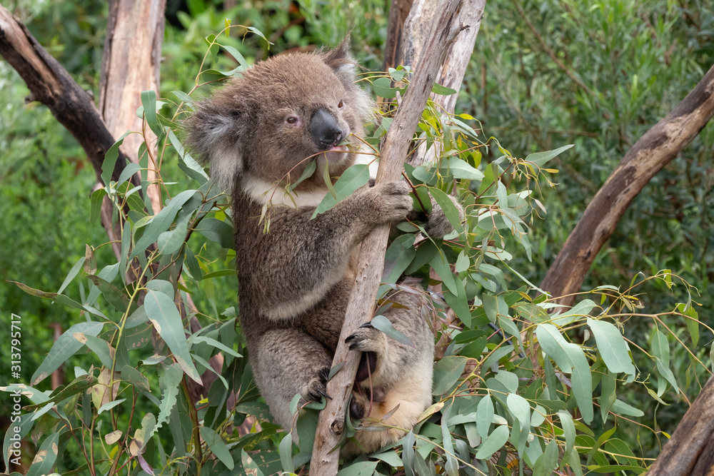 Fototapeta premium Koala in a tree eating eucalyptus leaves