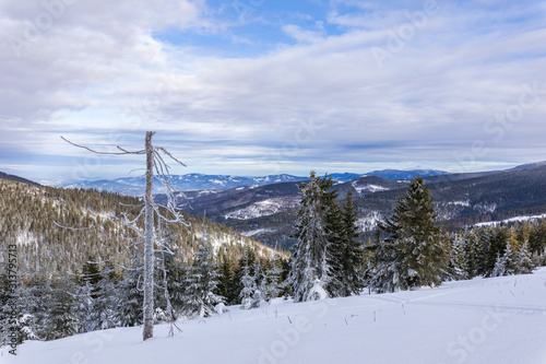 Fototapeta Naklejka Na Ścianę i Meble -  Beskid Zywiecki. Winter in Poland. Captured during trekking on the way to Rysianka, near Zabnica village. Snowy Winter Mountains.