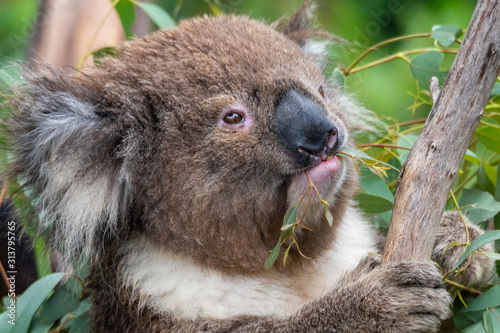Photography Close up of a koala eating leaves