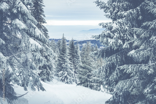 Beskid Zywiecki. Winter in Poland. Captured during trekking on the way to Rysianka, near Zabnica village. Snowy Winter Mountains. photo