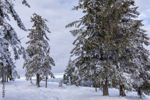 Fototapeta Naklejka Na Ścianę i Meble -  Beskid Zywiecki. Winter in Poland. Captured during trekking on the way to Rysianka, near Zabnica village. Snowy Winter Mountains.