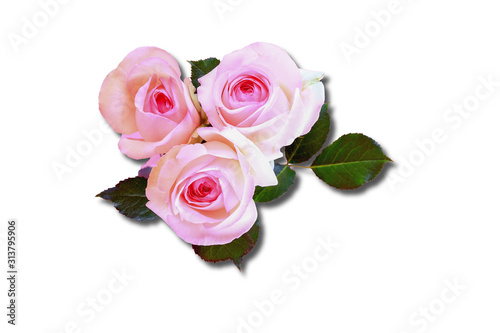 Flowers Roses. Green leaves. Shadow. Isolated over white background. Top view.
