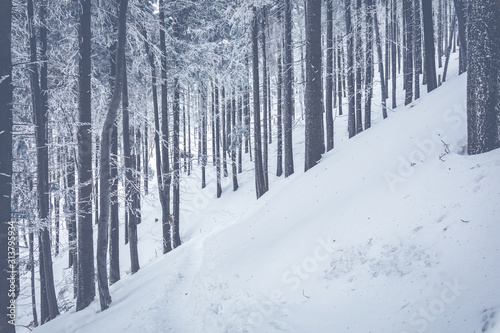 Fototapeta Naklejka Na Ścianę i Meble -  Beskid Zywiecki. Winter in Poland. Captured during trekking on the way to Rysianka, near Zabnica village. Snowy Winter Mountains.