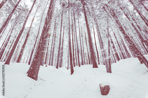 Fototapeta Naklejka Na Ścianę i Meble -  Beskid Zywiecki. Winter in Poland. Captured during trekking on the way to Rysianka, near Zabnica village. Snowy Winter Mountains.