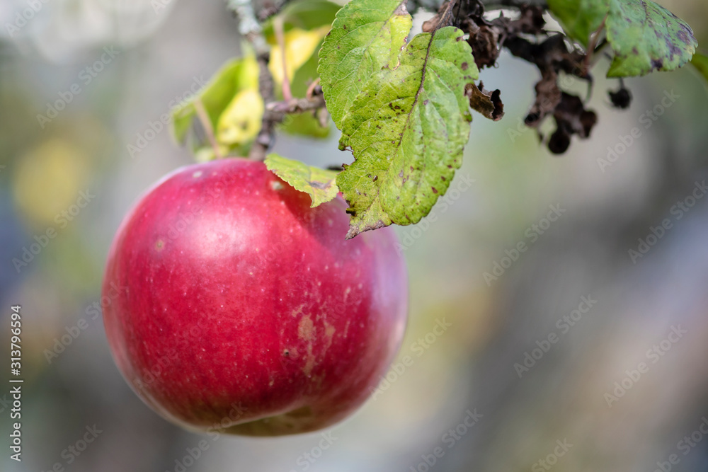 Apple tree with ripe red apple close up in sunny day. Selective focus on red apple grow on a branch. Defocused background. Apple tree with ripe red apple close up in sunny day. Selective focus on red apple grow on a branch. Defocused background.