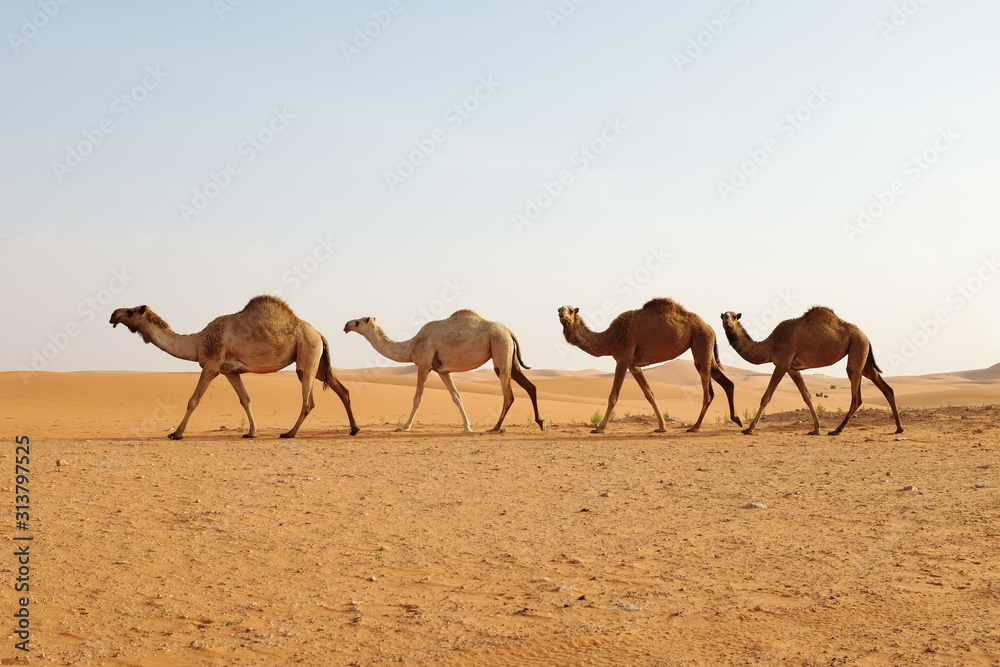 Arabian camels walking in the desert of Riyadh, Saudi Arabia