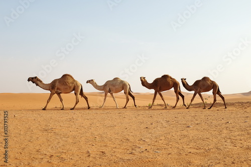 Obraz na płótnie Arabian camels walking in the desert of Riyadh, Saudi Arabia w salonie
